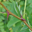 Stängel-/Stammfoto Robinia pseudoacacia