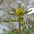 Portraitfoto Rorippa palustris