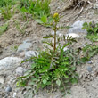 Habitusfoto Rorippa palustris