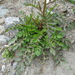 Blätterfoto Rorippa palustris