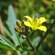 Blütenfoto Rorippa sylvestris