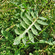 Blätterfoto Rorippa sylvestris