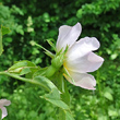 Blütenfoto Rosa agrestis