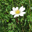 Blütenfoto Rosa arvensis