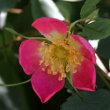 Blütenfoto Rosa glauca