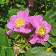 Blütenfoto Rosa majalis