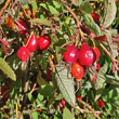 Fruchtfoto Rosa majalis