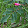 Blätterfoto Rosa pendulina