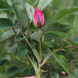 Foto der Jungpflanze Rosa pendulina
