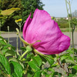 Blütenfoto Rosa rugosa