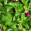 Blätterfoto Rosa rugosa