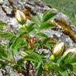 Blütenfoto Rosa spinosissima