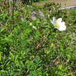 Habitusfoto Rosa spinosissima