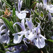 Blütenfoto Rosmarinus officinalis