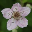 Portraitfoto Rubus armeniacus