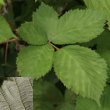 Blätterfoto Rubus armeniacus