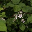 Habitusfoto Rubus armeniacus