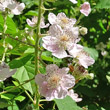 Blütenfoto Rubus fruticosus aggr.