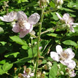 Stängel-/Stammfoto Rubus fruticosus aggr.
