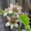 Blütenfoto Rubus saxatilis
