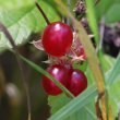 Fruchtfoto Rubus saxatilis