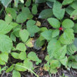 Habitusfoto Rubus saxatilis
