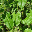 Blätterfoto Rumex obtusifolius
