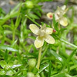 Blütenfoto Sagina procumbens