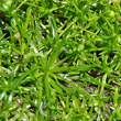 Blätterfoto Sagina procumbens
