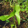 Blätterfoto Sagittaria latifolia