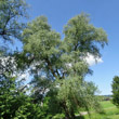 Habitusfoto Salix alba