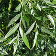 Blätterfoto Salix alba