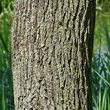 Stängel-/Stammfoto Salix alba