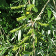 Fruchtfoto Salix alba