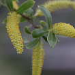 Blütenfoto Salix alba
