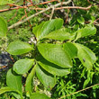 Portraitfoto Salix appendiculata
