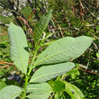 Blätterfoto Salix appendiculata