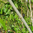 Stängel-/Stammfoto Salix appendiculata
