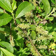 Fruchtfoto Salix appendiculata