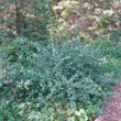 Habitusfoto Salix aurita