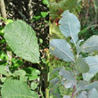 Blätterfoto Salix aurita