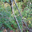 Stängel-/Stammfoto Salix aurita