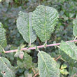 Foto von Besonderheit Salix aurita