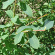 Blätterfoto Salix caesia