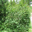 Habitusfoto Salix caesia