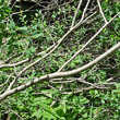 Stängel-/Stammfoto Salix caesia
