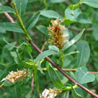 Fruchtfoto Salix caesia