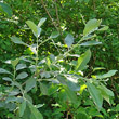 Habitusfoto Salix cinerea