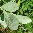 Blätterfoto Salix cinerea