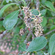 Fruchtfoto Salix cinerea